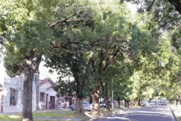 trasplantan árboles de calle Racedo en plaza Mujeres Entrerrianas