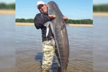 En Corrientes, un grupo de pescadores capturó a un monstruoso surubí de 40 kilos (referencia a hecho en Entre Ríos)