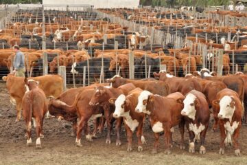 El campo le pidió al gobierno que no siga “tirando de la cuerda” (dirigente entrerriano)