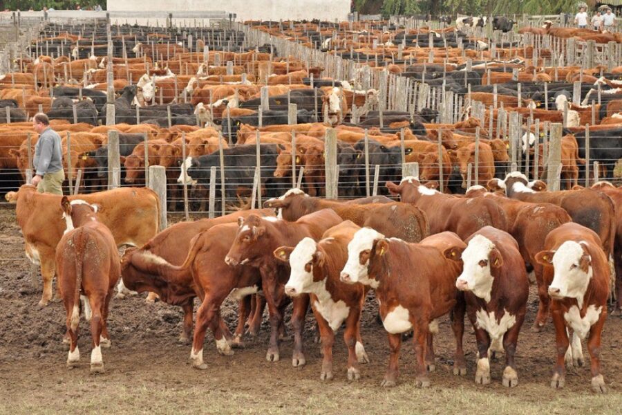 El campo le pidió al gobierno que no siga “tirando de la cuerda” (dirigente entrerriano)
