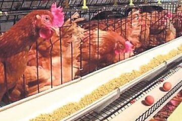 Por qué pollo y huevos son las proteínas más consumidas en Argentina y en el mundo (producción entrerriana)