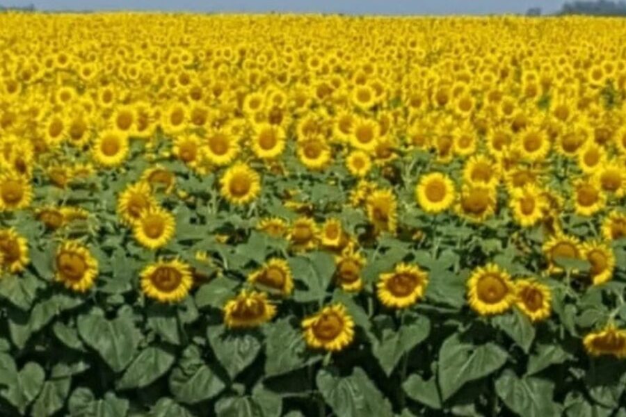 El ABC para producir girasol en el NEA (cultivos entrerrianos)