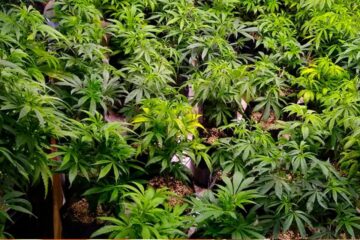 Entre Ríos producirá flores y fitopreparados