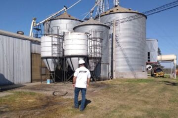 Evasión millonaria de dos cerealeras entrerrianas