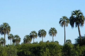 Así será el Parque Nacional Selva de Montiel (en Entre Ríos)