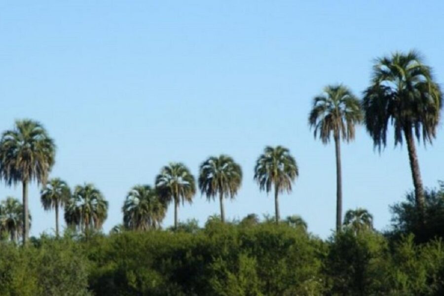 Así será el Parque Nacional Selva de Montiel (en Entre Ríos)