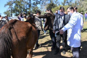 Erradicación de TAS: nueva entrega de equinos en adopción