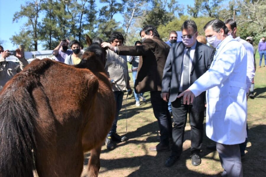 Erradicación de TAS: nueva entrega de equinos en adopción