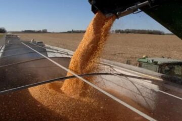 Las exportaciones de maíz argentino se encaminan a un nuevo récord (mención a Entre Ríos)