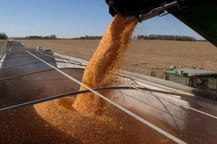 Las exportaciones de maíz argentino se encaminan a un nuevo récord (mención a Entre Ríos)