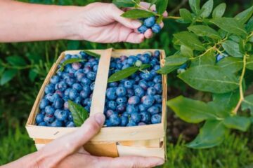 Exportadores buscan nuevos mercados con un escenario macroeconómico complicado (mención a Entre Ríos)