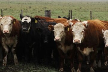 Brucelosis bovina: el plan nacional genera discordia en Entre Ríos