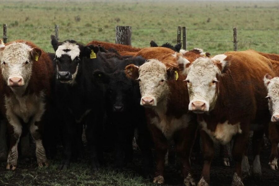 Brucelosis bovina: el plan nacional genera discordia en Entre Ríos