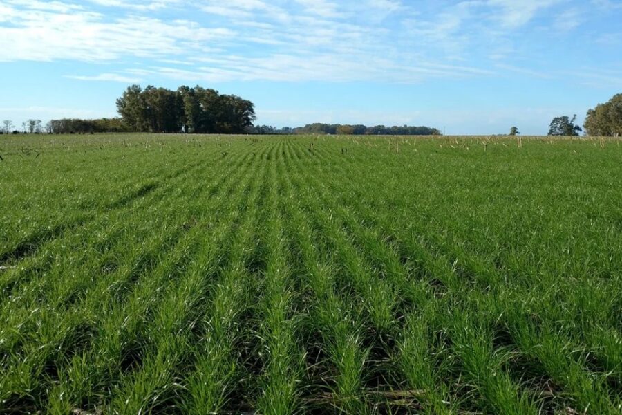 Las lluvias apuntalan la proyección de producción de trigo: 20,5 millones de toneladas (mención a Entre Ríos)