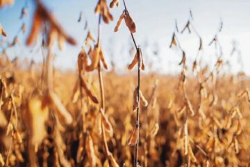 Ahora preocupa la caída de la soja (mención a Bordet)