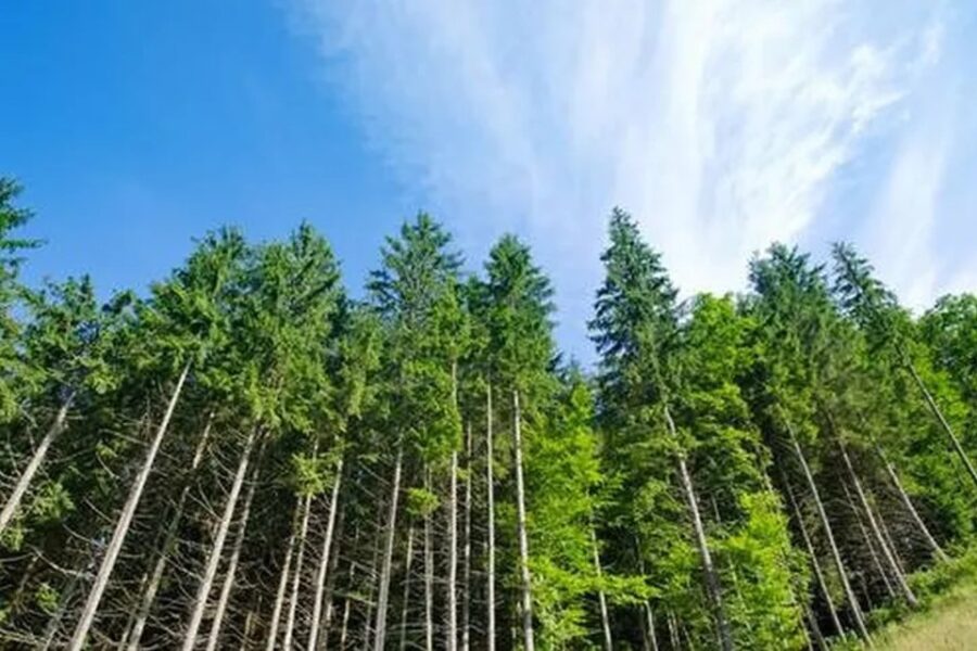 “Corrientes produce 10 millones de toneladas de madera” (mención a producción en Entre Ríos)