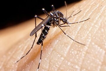 Ya está lista la vacuna contra el dengue: qué eficacia tiene y cuándo podría empezar a aplicarse en el país (presencia en Entre Ríos)