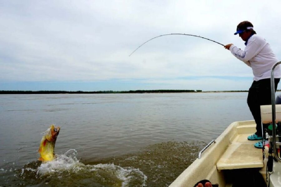 ¿Qué pasa con la población de los principales peces del río Paraná?