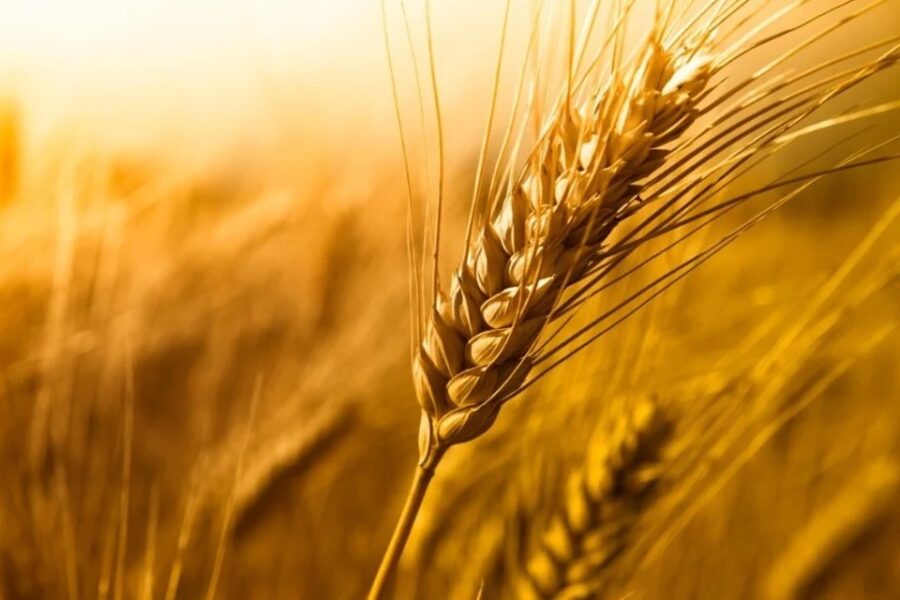 Trigo récord: calculan que por las últimas lluvias la cosecha ascenderá a casi 21 millones de toneladas (mención a Entre Ríos)