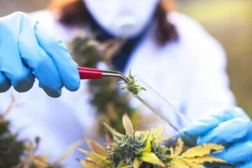 Corte Suprema ordenó que un paciente con epilepsia reciba aceite de cannabis (caso entrerriano)