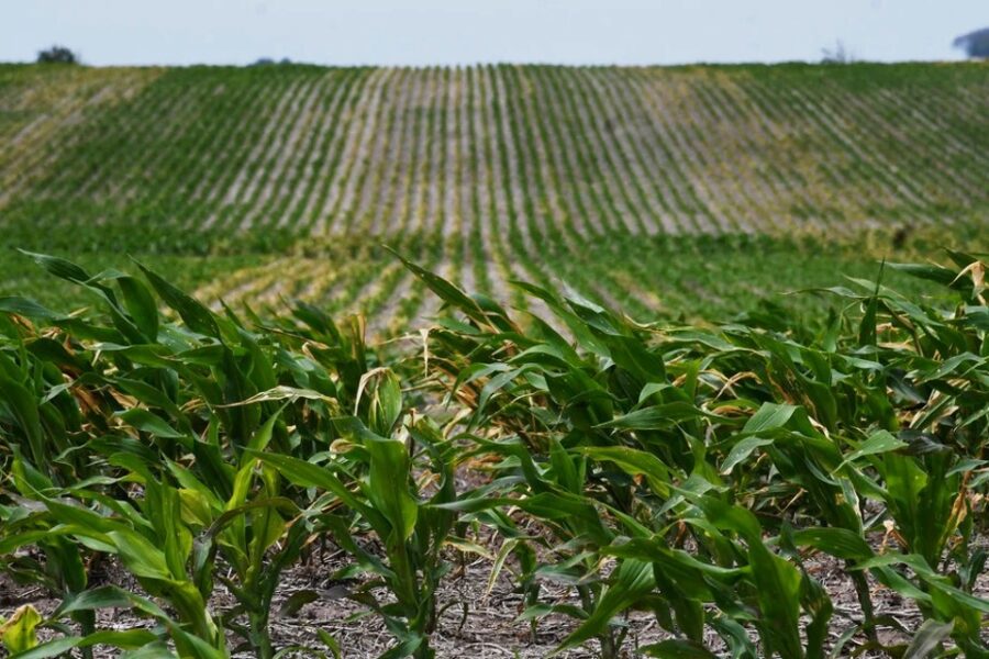 Entre Ríos: ¿Por qué se exporta el 70{10b083c464b21a2e5b96ab7d1950c6efda5949816d8d4b699d6508628a11a647} del maíz y no se abastece de materia prima a la avicultura?