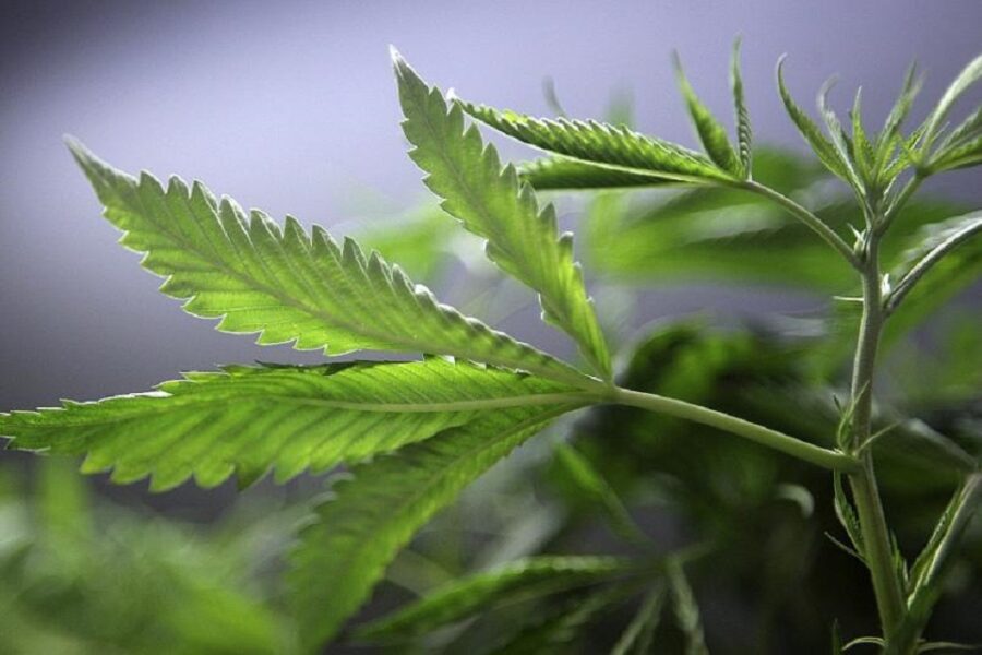 Entre Ríos quiere cultivar y exportar cannabis medicinal: cuál es el plan