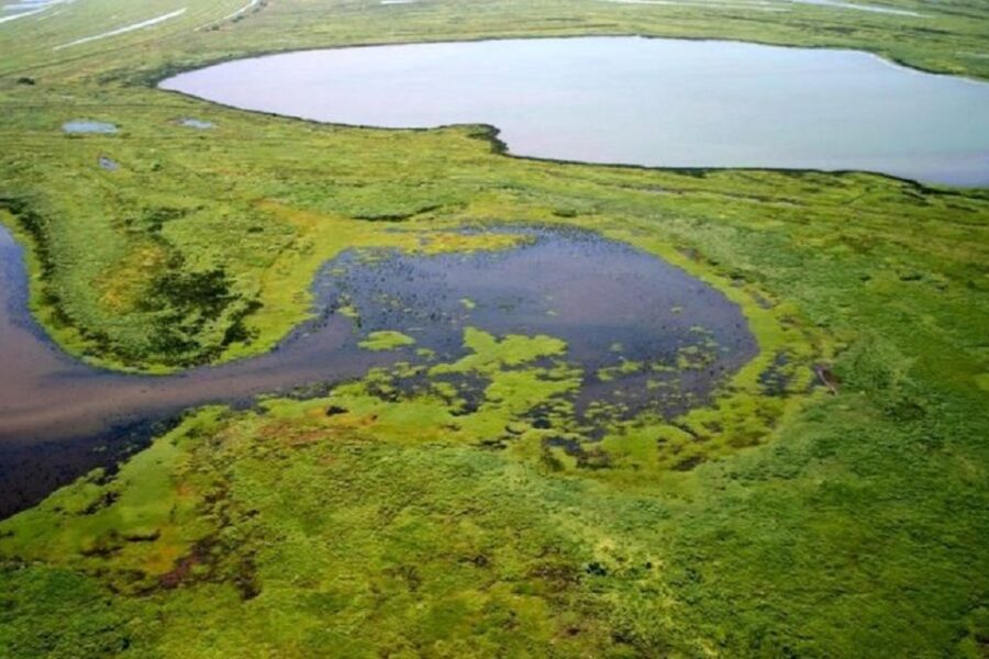El corredor de humedales en Sudamérica está en riesgo (incluye al Delta del Paraná)