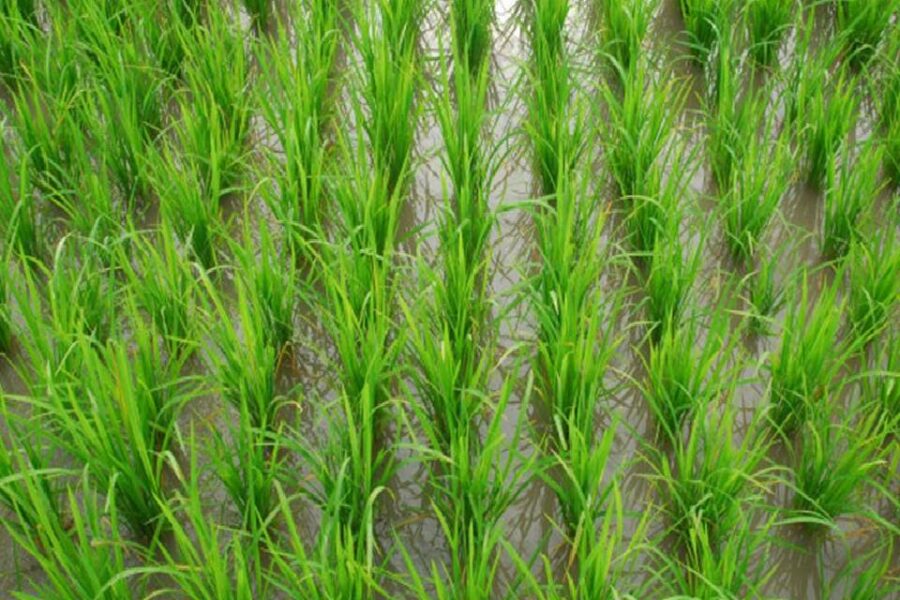 Finalizó la siembra de arroz en Entre Ríos