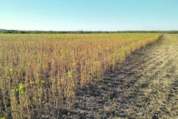 Ahora se reunirá con el campo para analizar medidas