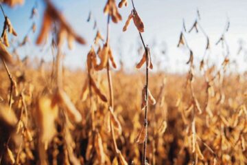 Campaña agrícola: las lluvias no lograron revertir la sequía (mención a Entre Ríos)