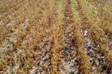 La sequía afecta gravemente los cultivos de Entre Ríos