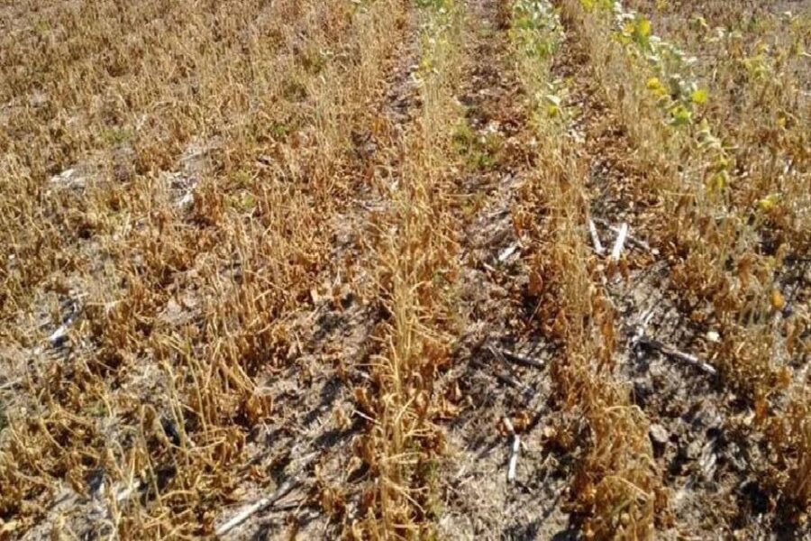 La sequía afecta gravemente los cultivos de Entre Ríos