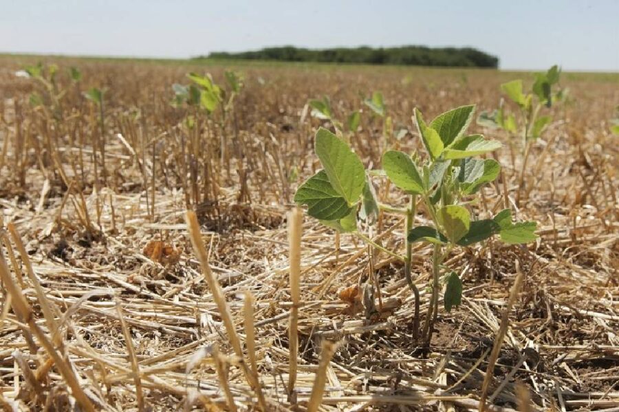 La exigencia de la Sociedad Rural a los gobernadores por la sequía