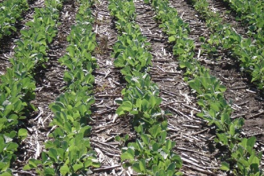 Ni la lluvia revertiría pérdidas en las cosechas de soja y maíz (Mención a Entre Ríos)