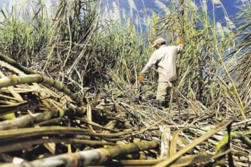 Sequía y drama: ya se perdió hasta el 40{10b083c464b21a2e5b96ab7d1950c6efda5949816d8d4b699d6508628a11a647} de la producción regional (mención a Entre Ríos)