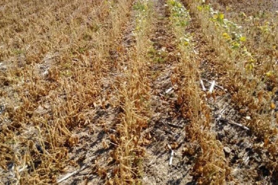 Más gestiones para los productores