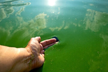 Alerta por cianobacterias en aguas de Buenos Aires, Córdoba, Santa Fe y Entre Ríos