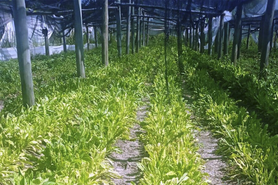 El municipio de Paraná también asistirá a productores