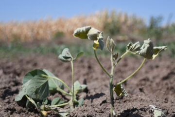 En Entre Ríos hay productores que quiebran por las retenciones