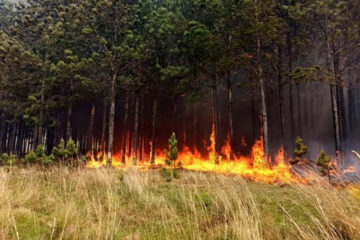 Incendios forestales: alerta en varias provincias por la presencia de humo (Mención a Entre Ríos)