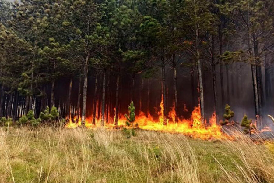 Incendios forestales: alerta en varias provincias por la presencia de humo (Mención a Entre Ríos)