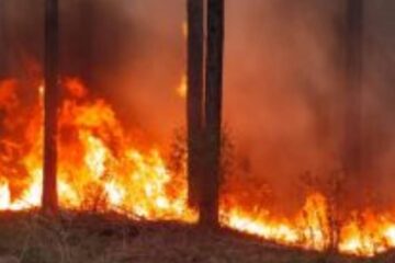 Incendios forestales: FAIMA reclama políticas públicas, financiamiento y nuevos recursos (Mención a Entre Ríos)
