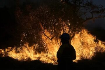 Los incendios generaron pérdidas por US$ 50 millones en la industria forestal (mención a Entre Ríos)