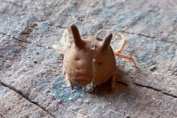 Vecinos de Paraná sorprendidos por la aparición de la araña “cabeza de gato”