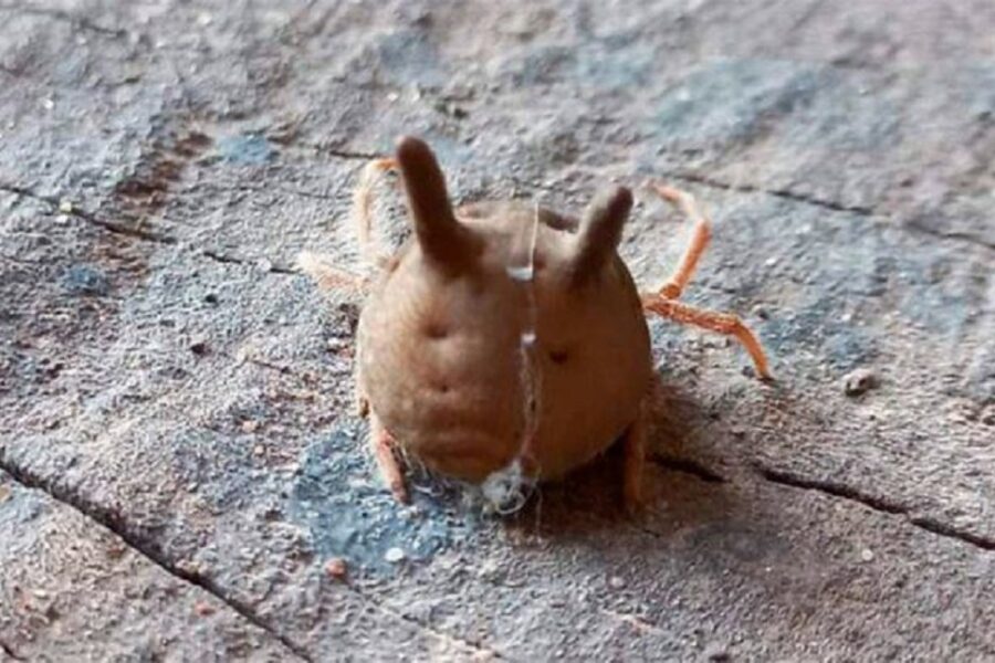 Vecinos de Paraná sorprendidos por la aparición de la araña “cabeza de gato”