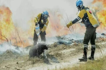 El milagroso rescate de un carpincho que hicieron dos bomberos (Mención a Entre Ríos)