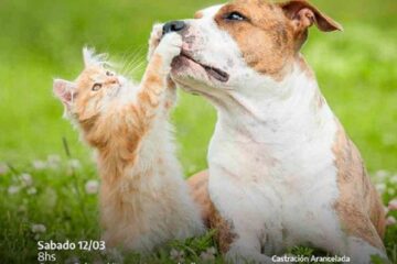 Nuevo operativo de Castración de Felinos y Caninos