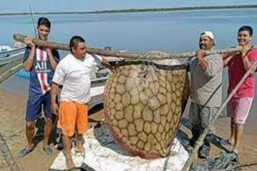 Gracias a la bajante del Paraná pescan una gigantesca raya en Entre Ríos