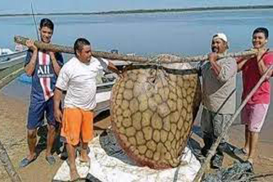 Gracias a la bajante del Paraná pescan una gigantesca raya en Entre Ríos