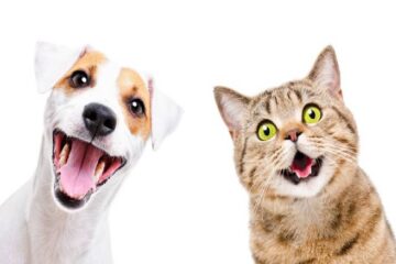 Entre Ríos otorga derechos a los animales